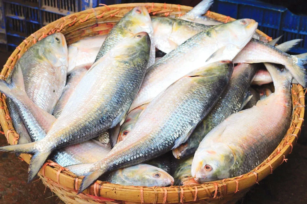 দুর্গাপূজায় ইলিশ রপ্তানির নিষেধাজ্ঞা প্রত্যাহারের অনুরোধ ভারতের আমদানিকারকদের