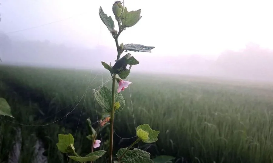 শিশির-কুয়াশায় হেমন্তের আগমনী বার্তা মৌলভীবাজারে