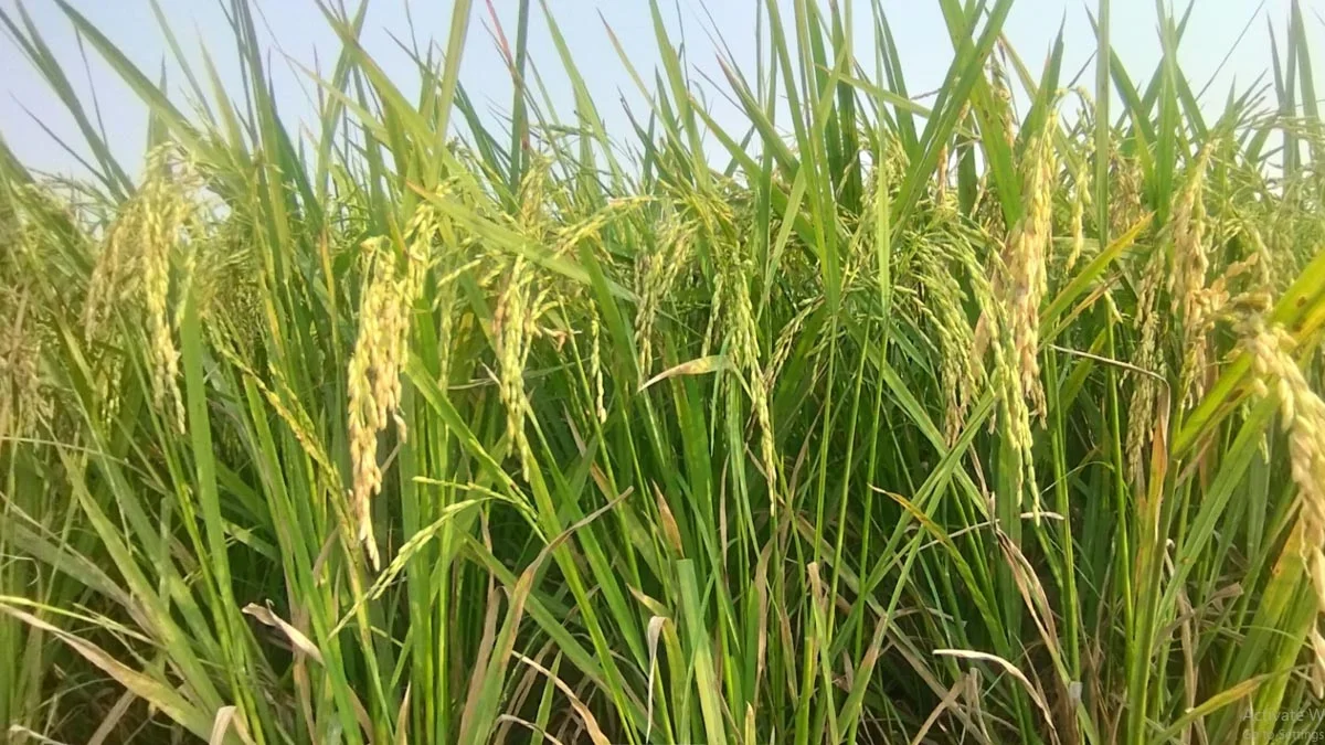 আমন ধানের সবুজে শরতের মায়া, প্রশান্তির ঠিকানা মৌলভীবাজারের বড়বাড়ি