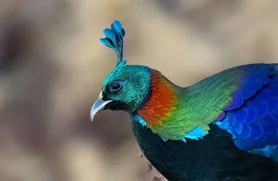 মানুষের কোলাহলে বদলে যাচ্ছে মোনালের ডাক, সরে যাচ্ছে আবাসস্থলও