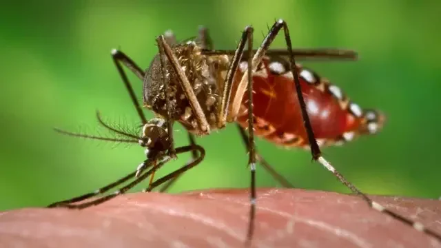 মশার ওষুধও ধার করতে হলো ডিএসসিসিকে, বাড়ছে ডেঙ্গুর প্রকোপ