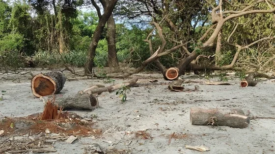 রাঙ্গাবালীতে সংরক্ষিত বনের ৫০০ ঝাউগাছ উজাড়, তরমুজখেত তৈরির অভিযোগ