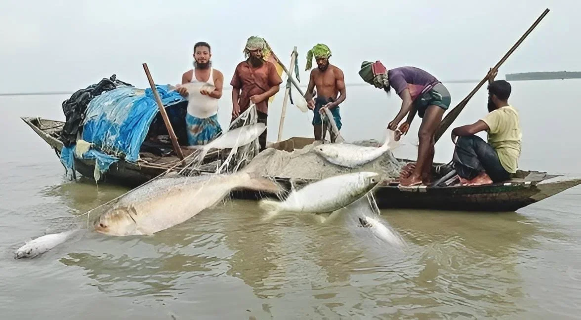মা ইলিশ রক্ষায় আজ থেকে ২২ দিনের নিষেধাজ্ঞা শুরু