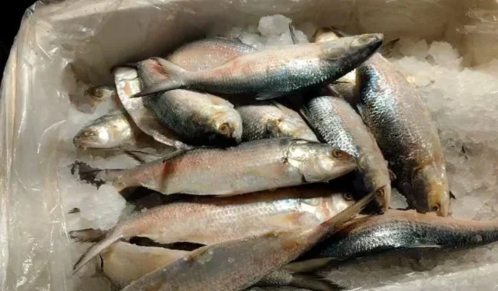 বাংলাদেশে এবার ভরা মৌসুমেও ভারত থেকে আসছে ইলিশ