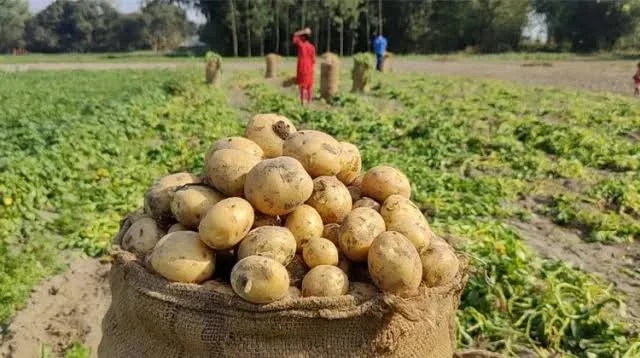 আলুর দামে ধস, বীজ আলু তুলতে অনাগ্রহ রংপুরের ডিলারদের