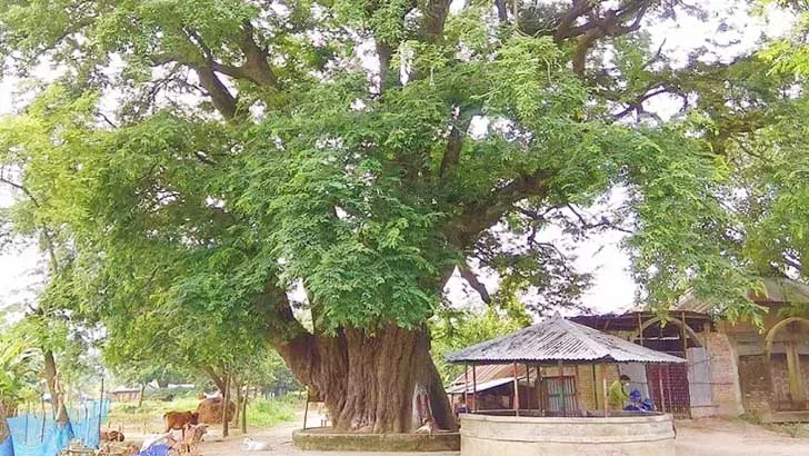 ৬৩০ বছরের সাক্ষী তিন তেঁতুলগাছ, আজও জগদীশপুরের মিলনস্থল