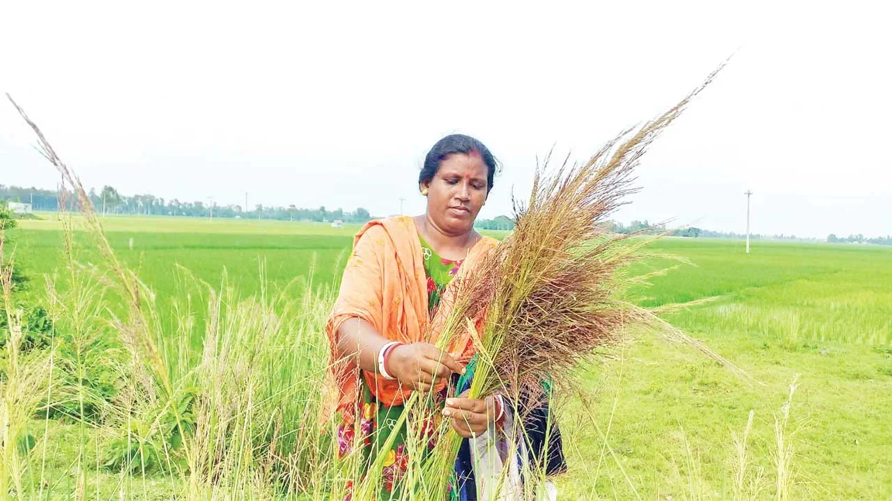 চলনবিলে বিন্না ফুলের ঝাড়ু বানিয়ে সংসার চালাচ্ছেন ক্ষুদ্র নৃগোষ্ঠীর নারীরা