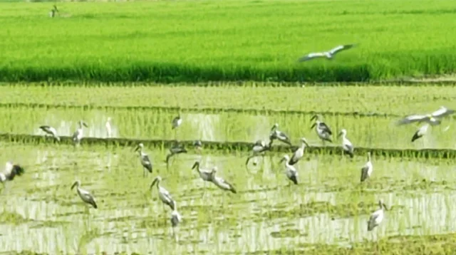 উলিপুরহাটে শামুকখোলের রাজ্য, পাখির কলকাকলিতে মুখর চলনবিল