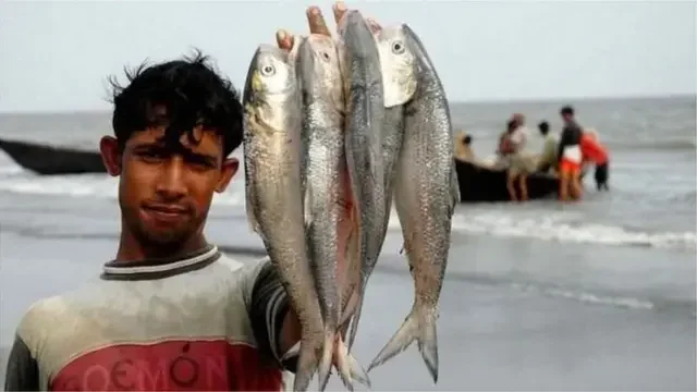 কমছে ইলিশের উৎপাদন, বাজারে বাড়ছে বিদেশি ইলিশের দাপট